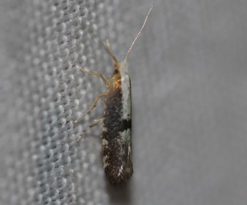 Argyresthia spinosella